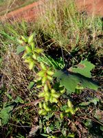 Xanthium strumarium all-t.JPG